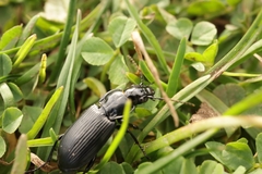 Pterostichus niger