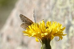 Polyommatus coridon
