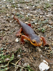 Taricha sierrae