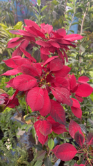 Euphorbia pulcherrima