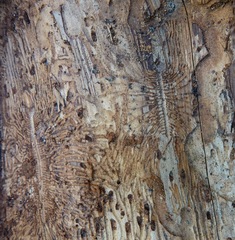 Phloeosinus