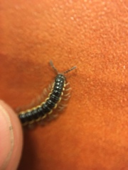 Asiomorpha coarctata