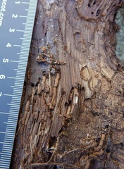 Phloeosinus