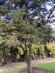 Cupressaceae