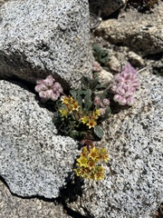 Sedum kiersteadiae
