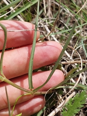 Asclepias gibba