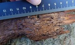 Phloeosinus