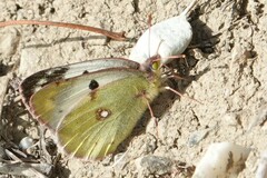 Colias hyale