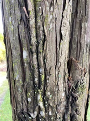 Cupressaceae