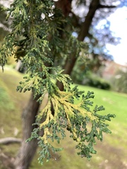 Cupressaceae