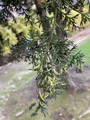 Cupressaceae