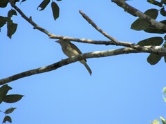 Piranga roseogularis