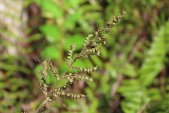 Echinochloa