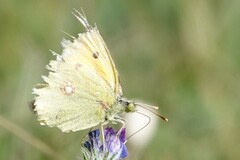 Colias croceus