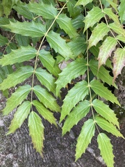 Tracheophyta