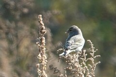 Carduelis citrinella