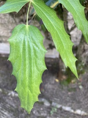 Tracheophyta