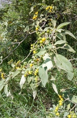 Solanum erianthum