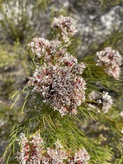 Serruria ascendens