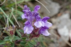Scutellaria alpina