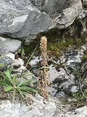 Campanula thyrsoides