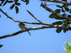 Piranga roseogularis