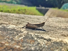 Chorthippus maritimus maritimus
