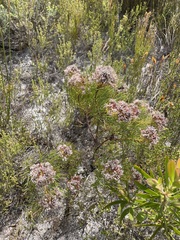 Serruria ascendens