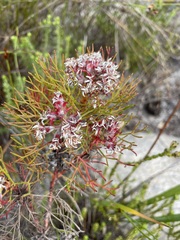 Serruria ascendens