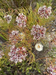 Serruria ascendens