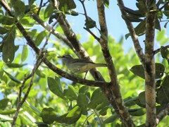 Vireo magister