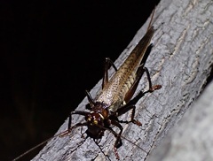 Gryllacrididae