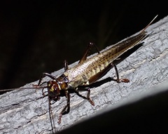 Gryllacrididae