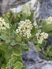 Olea capensis
