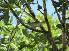 Vireo magister