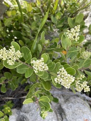 Olea capensis