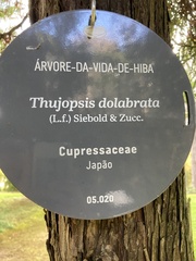 Thujopsis dolabrata
