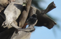 Phoenicurus ochruros