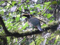 Aulacorhynchus prasinus