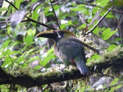 Aulacorhynchus prasinus