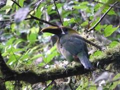 Aulacorhynchus prasinus