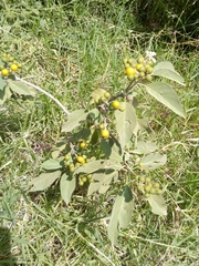 Solanum erianthum