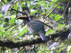 Aulacorhynchus prasinus