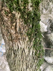 Tracheophyta