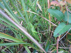 Parvarhynchus japonicus