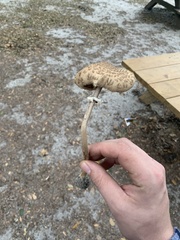 Macrolepiota