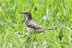 Motacilla flava