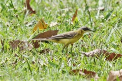 Motacilla flava