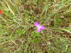 Agrostemma githago