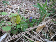 Gentiana scabra buergeri